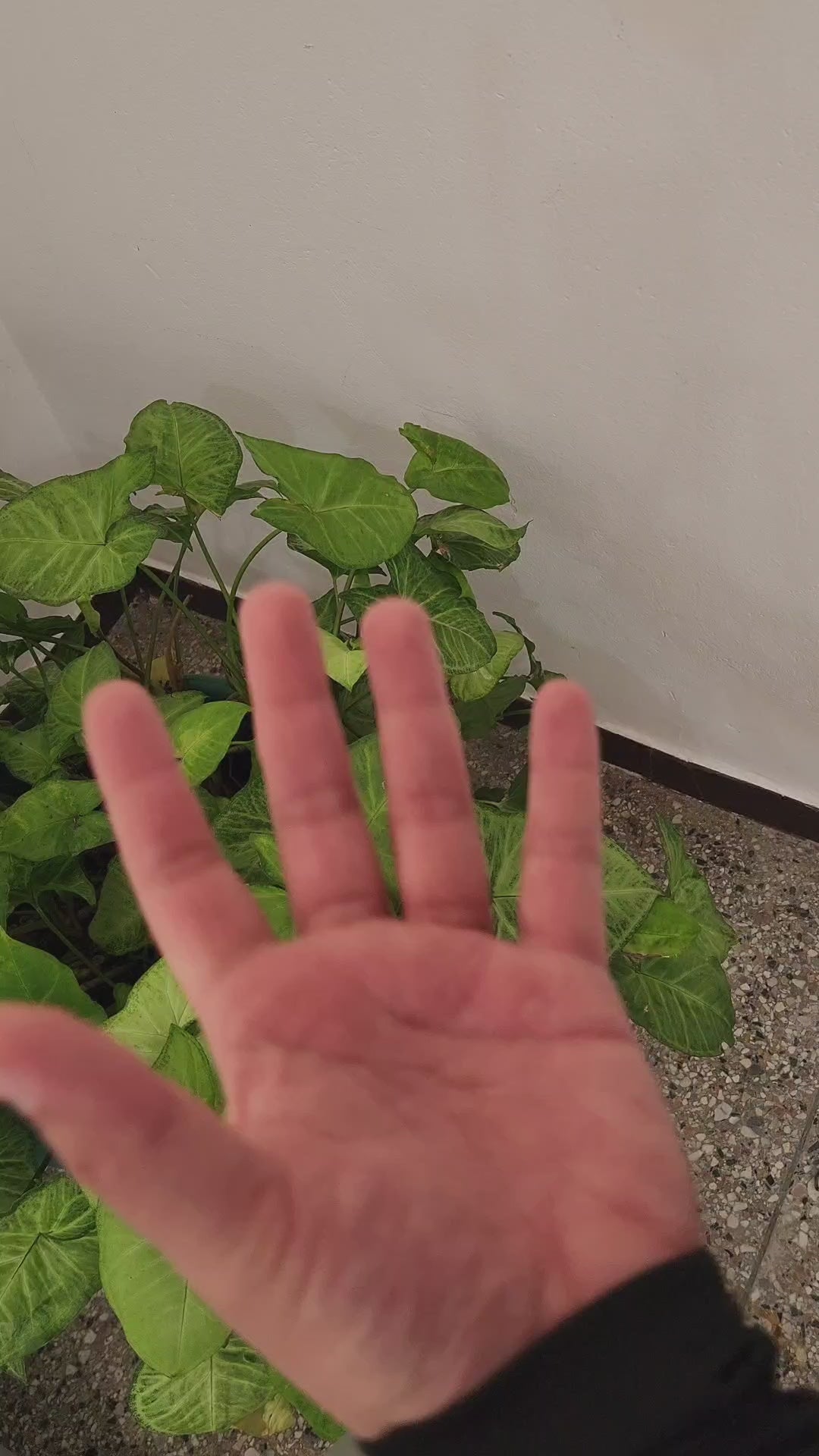 Auriculares Inalámbricos Bluetooth Cancelación De Ruido Tws Rosa