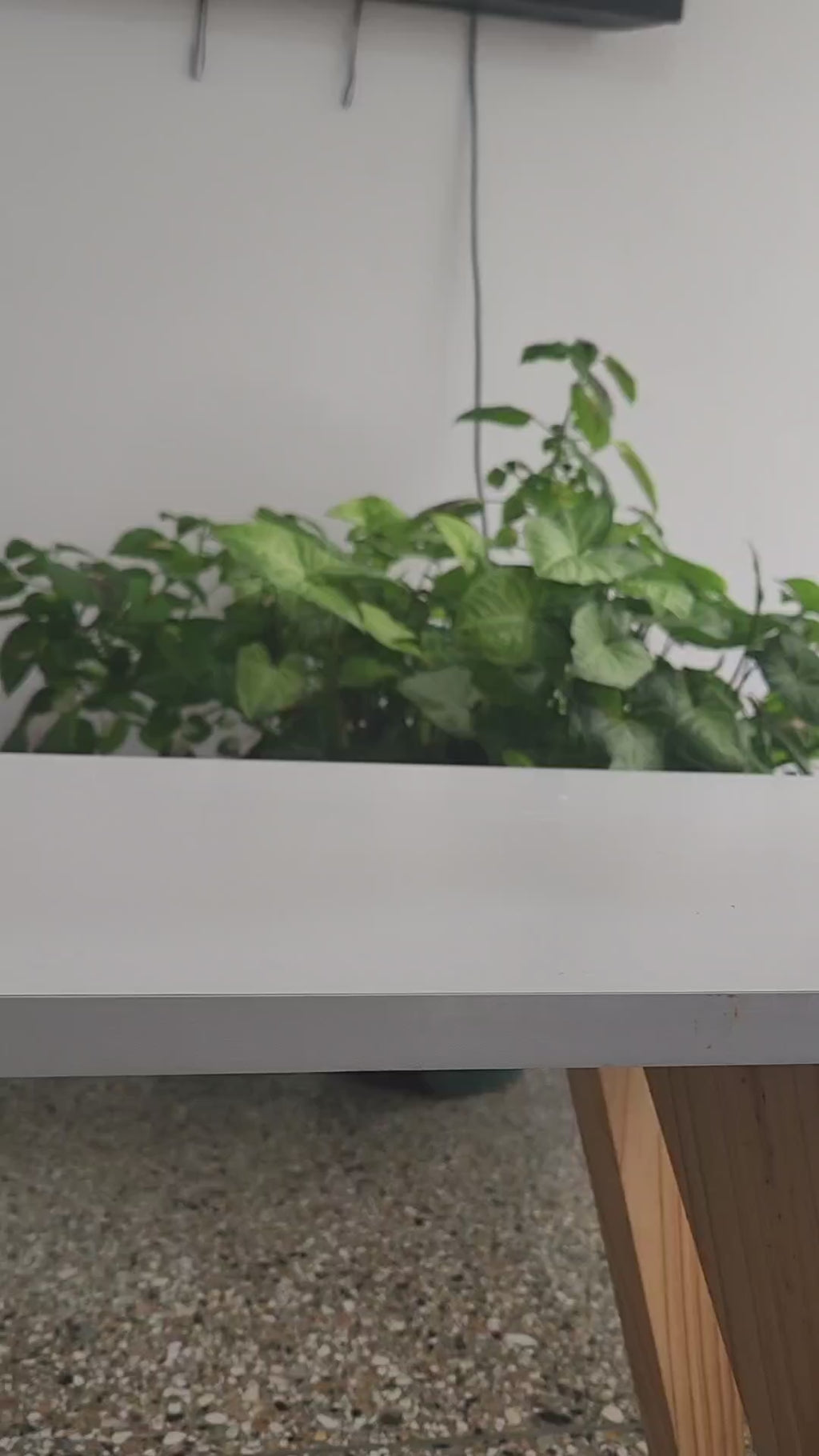 Limpiador Ultrasónico Joyas Lentes Relojes Metales 600ml